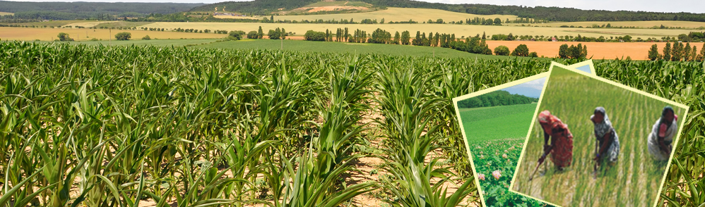 Lotus Agricultural And Marketing Cooperative Society Ltd.