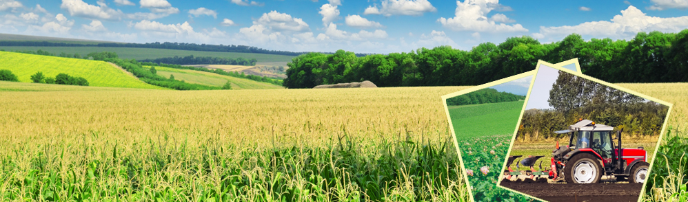 Lotus Agricultural And Marketing Cooperative Society Ltd.