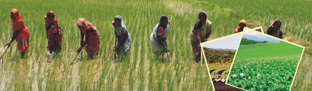 Lotus Agricultural And Marketing Cooperative Society Ltd.